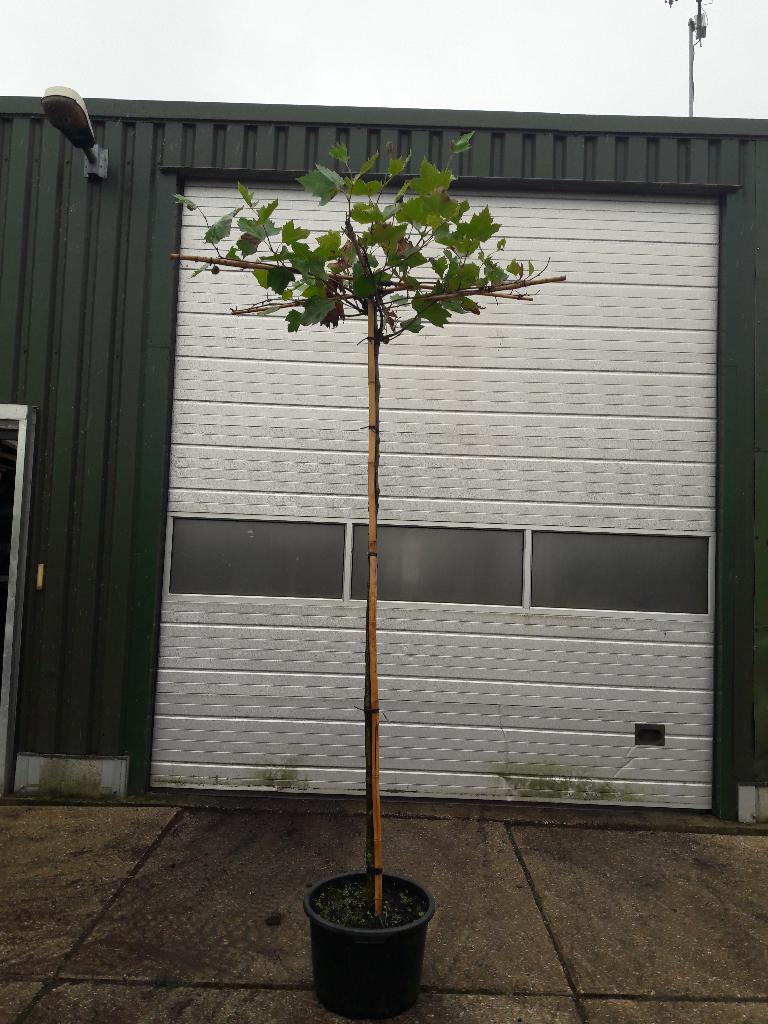 Dakplatanen in pot te koop al vanaf €125,-, Tuin en Terras, Dakboom, 250 tot 400 cm, Ophalen, Volle zon