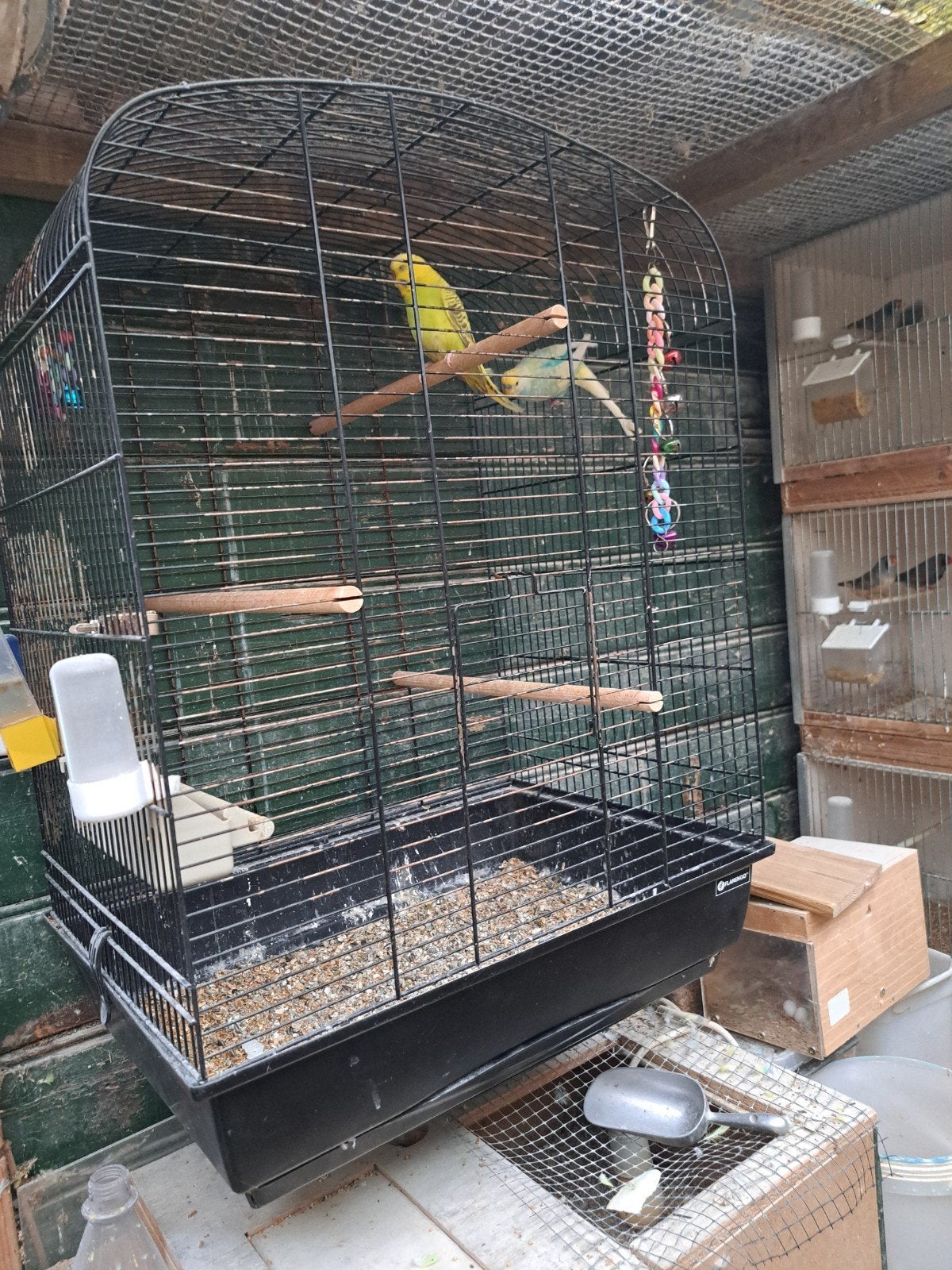 Koppel grasparkieten met kooi, Meerdere dieren, Parkiet