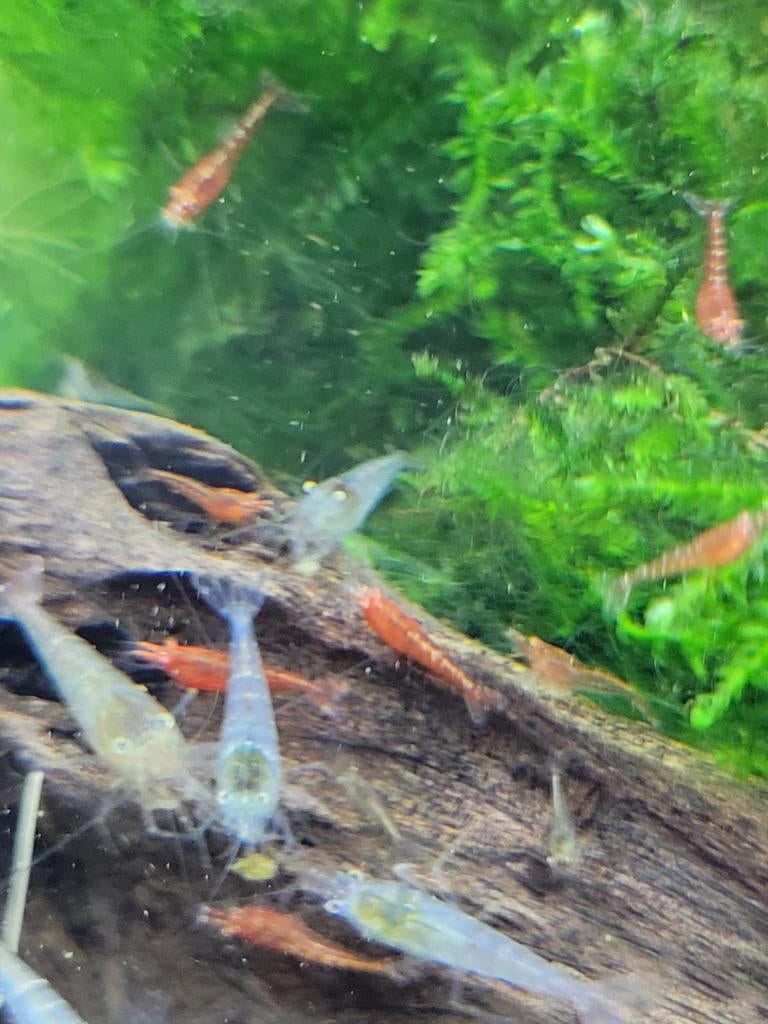 Mix mini Japonica & Red Cherry Shrimps, Dieren en Toebehoren, Vissen | Aquariumvissen, Kreeft, Krab of Garnaal, Zoetwatervis, Schoolvis