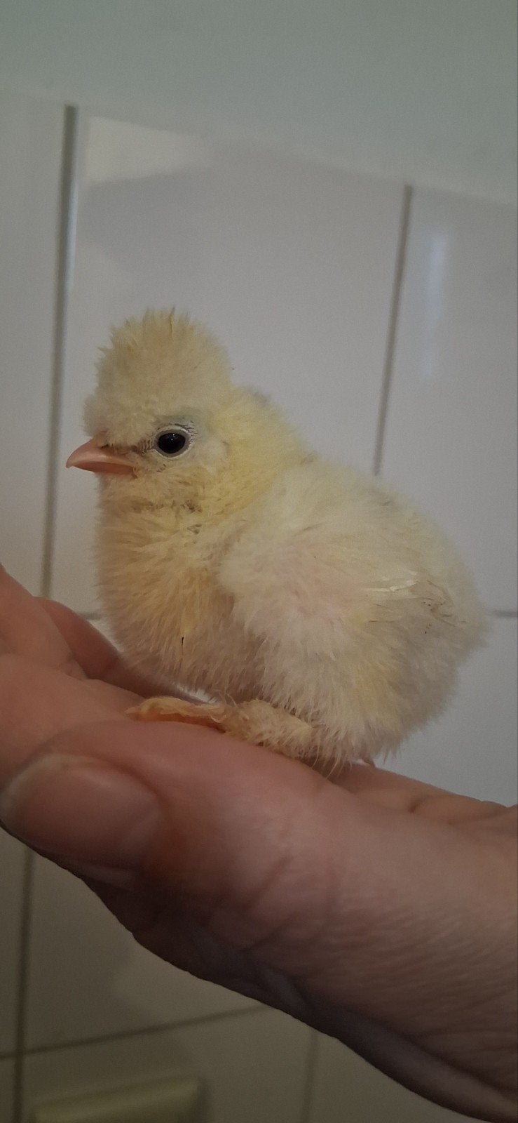 Hen kuikens, Dieren en Toebehoren, Pluimvee, Vrouwelijk, Kip