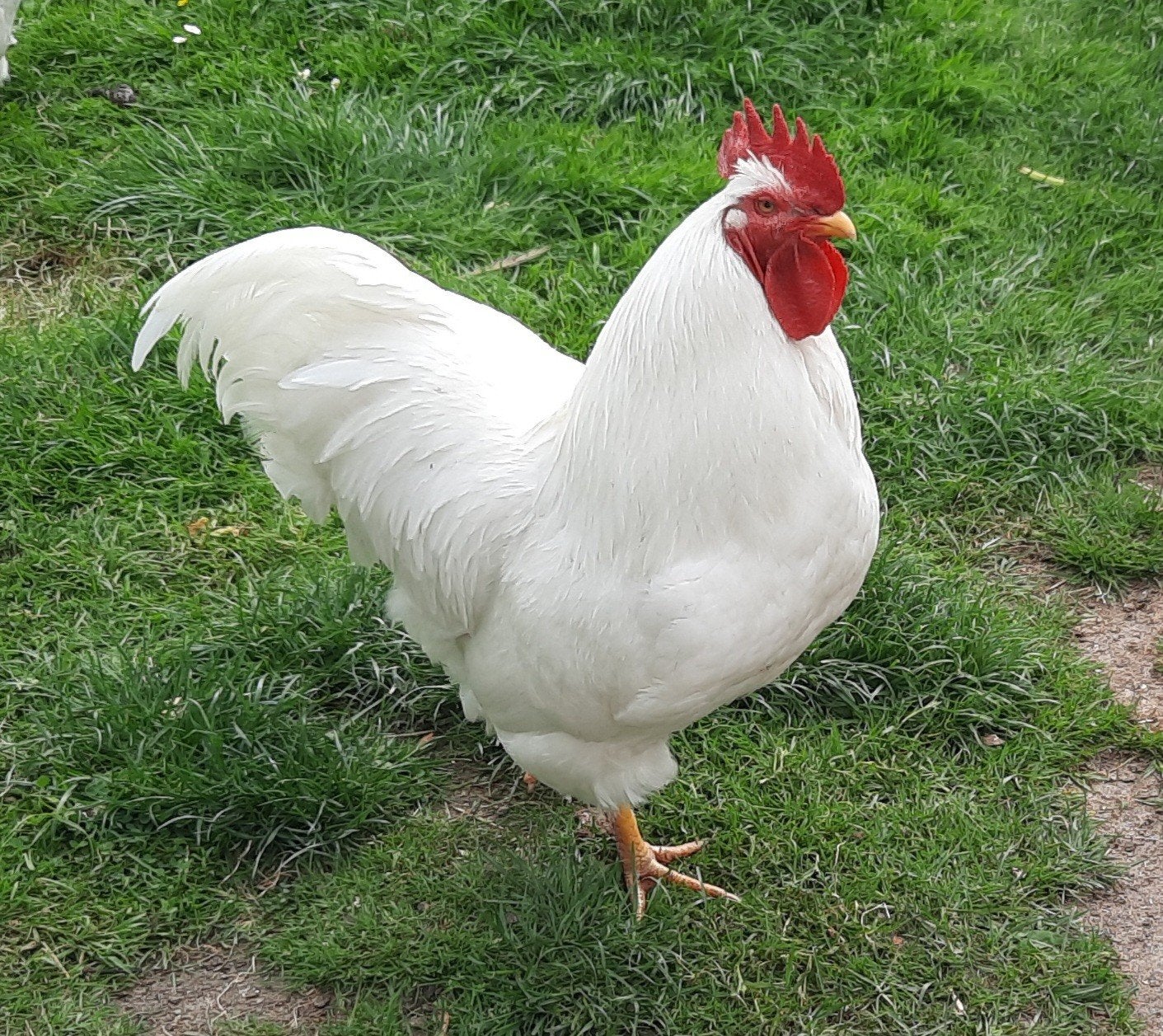 Twee mooie Barnevelder hanen te koop, Dieren en Toebehoren, Mannelijk, Kip
