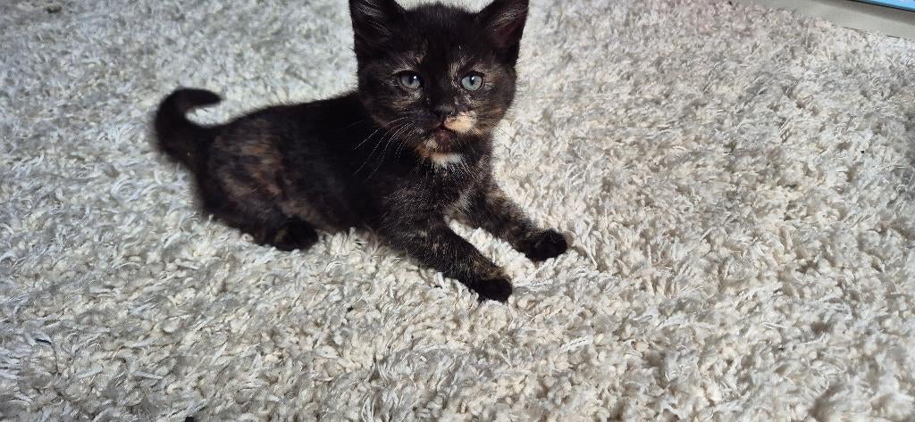 2 schattige poesjes te koop – €150 per stuk, Dieren en Toebehoren, Poes, Ontwormd, 0 tot 2 jaar