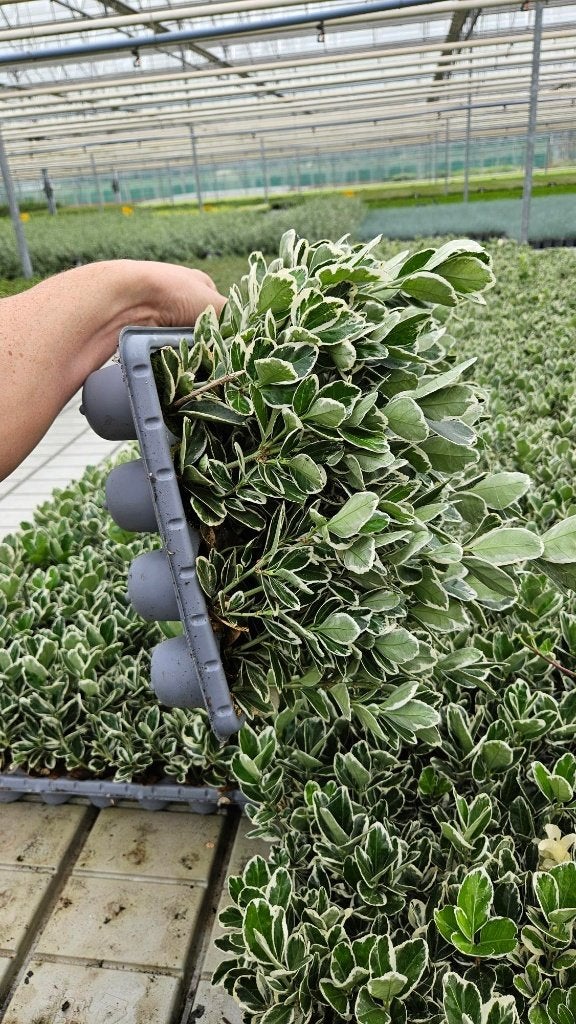 Euonymus Kathy - witbont - 28x in tray - spotgoedkoop !!, Tuin en Terras, Ophalen of Verzenden, Vaste plant, Overige soorten, Volle zon