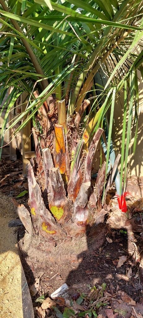 Jubaea chilensis - Chileense honingpalm, Tuin en Terras, Planten | Bomen, 100 tot 250 cm, Zomer, Palmboom, Ophalen