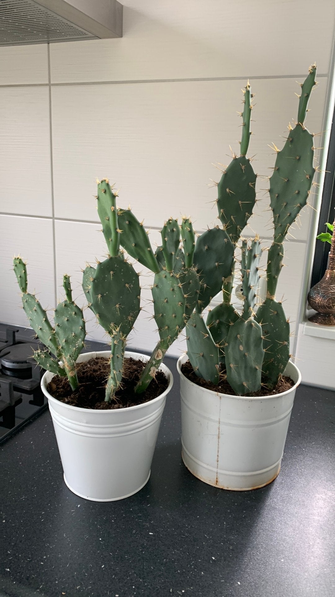 Cactus planten per pot €10, Huis en Inrichting, Ophalen, Cactus, Volle zon, Minder dan 100 cm