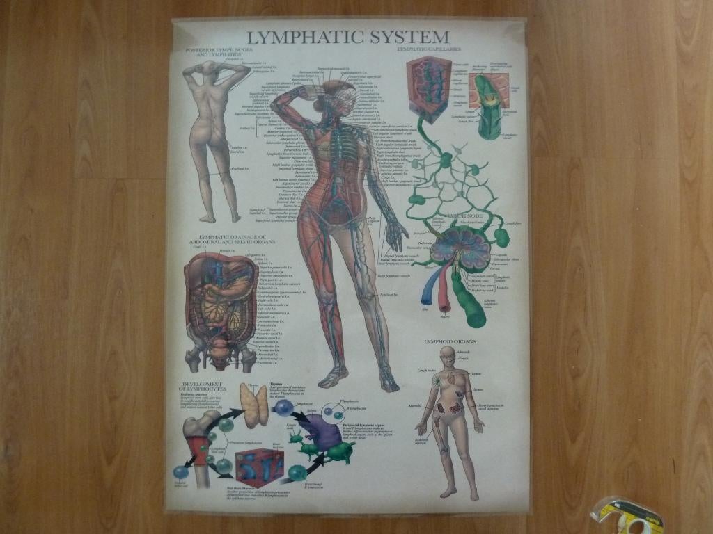 Anatomische poster, dubbelzijdig, gelamineerd 45x61 cm., Ophalen of Verzenden, Nieuw, A1 t/m A3, Overige onderwerpen