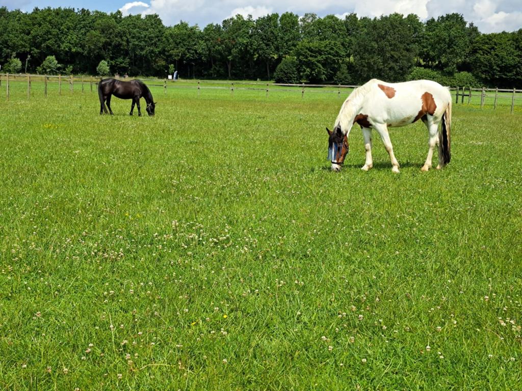 Lieve Lease pony s aangeboden