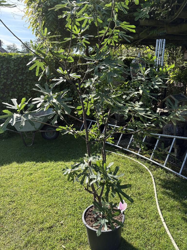 Vijgenboom, Tuin en Terras, Planten | Fruitbomen, Ophalen, Lente, Volle zon, Vijgenboom