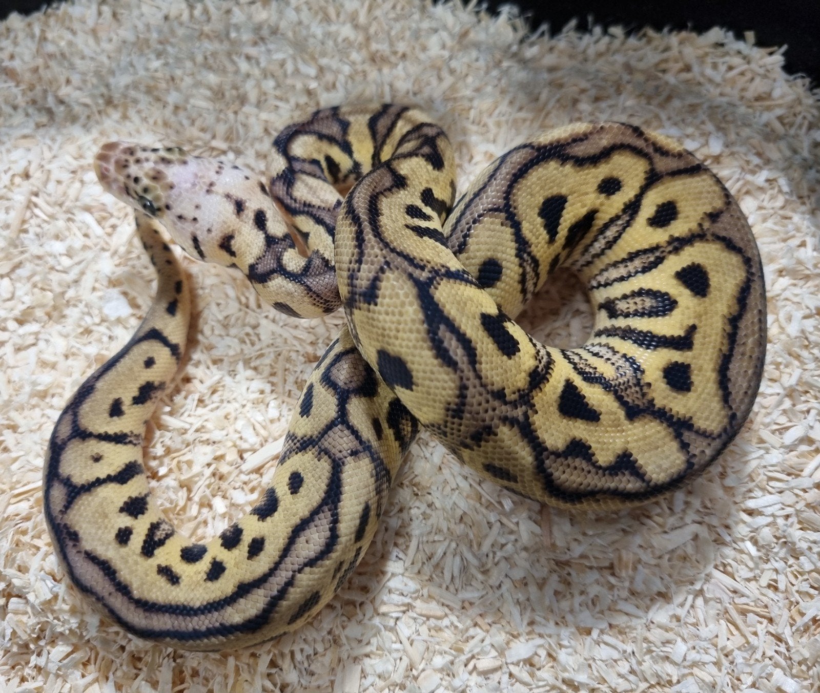 0.1 spotnose pastel clown koningspython