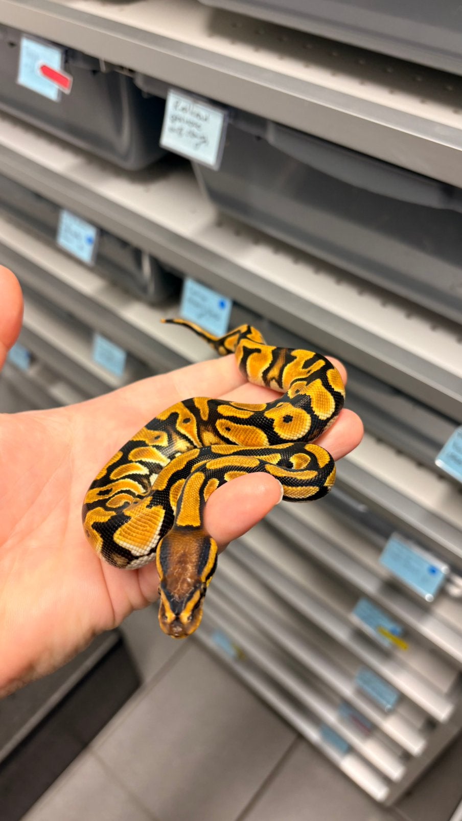 Ball python orange dream 100% het clown