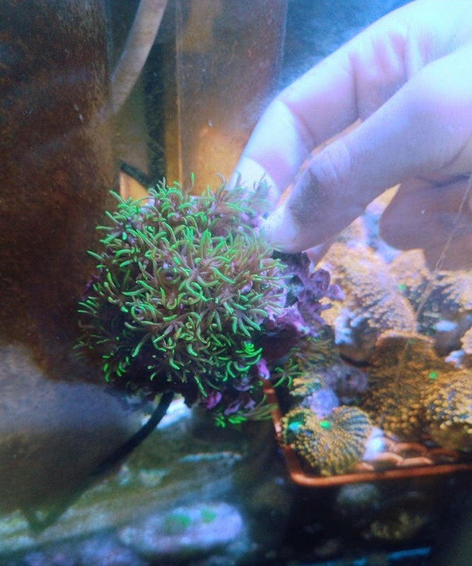 2 soorten sterpoliep te koop, Dieren en Toebehoren, Vissen | Aquariumvissen, Overige typen, Zoutwatervis