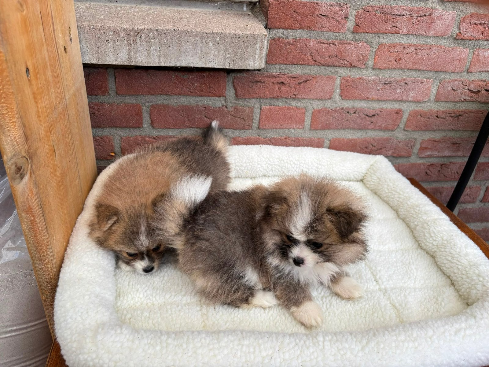 Mini Pomeriaanse pups te koop 2 teefjes 1 Reutje, Keeshond, 8 tot 15 weken, Meerdere, Meerdere dieren