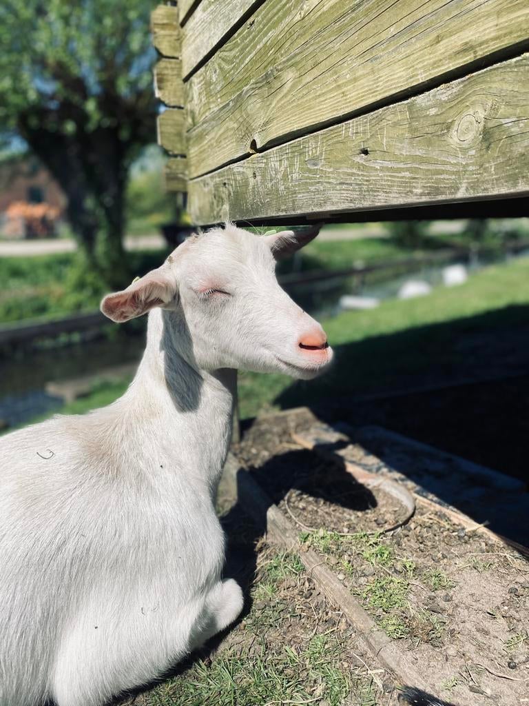 Super lieve geit!, Vrouwelijk, Geit
