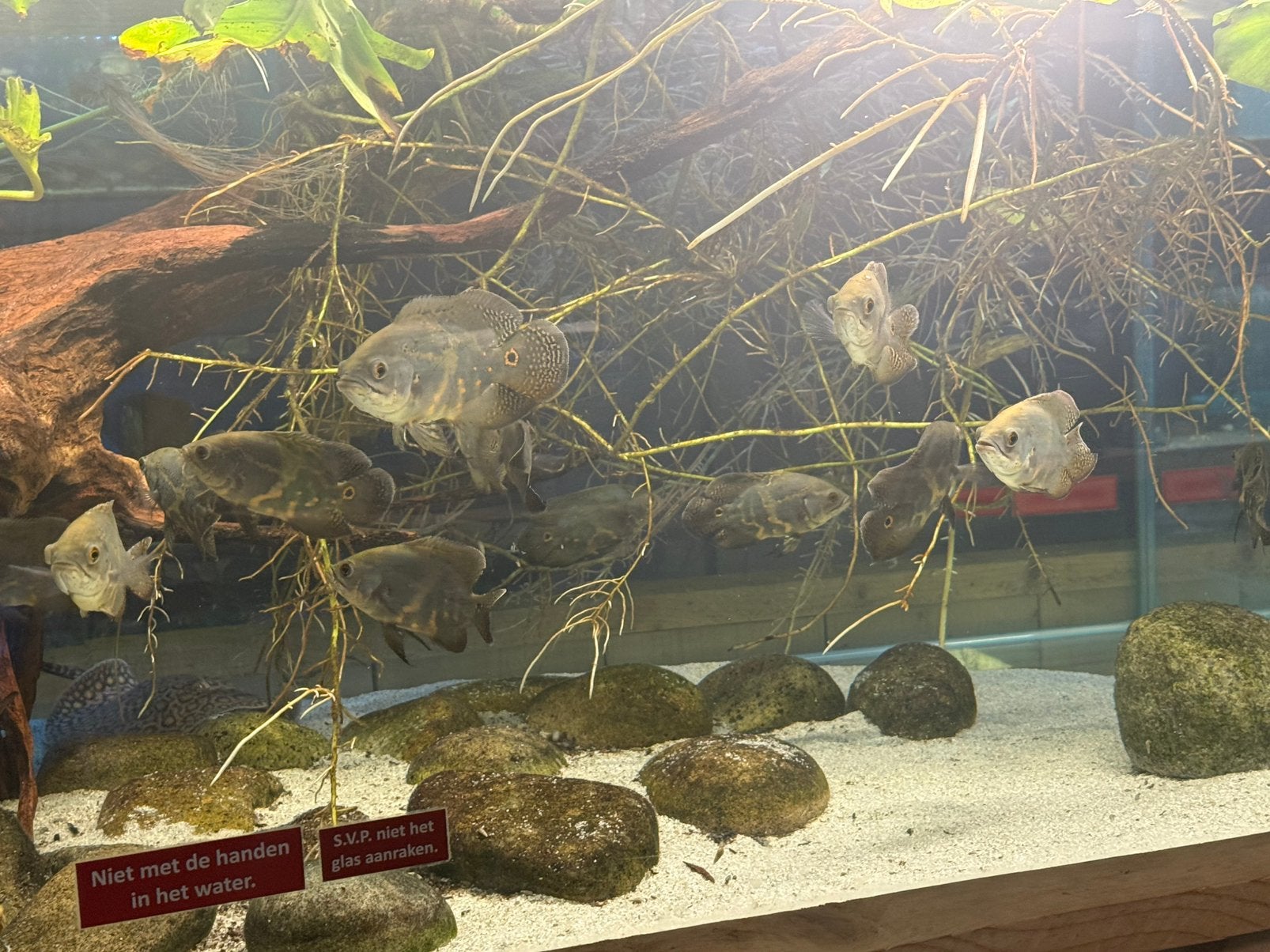 Wildvang pauwogen - Astronotus Ocellatus, Vis, Zoetwatervis