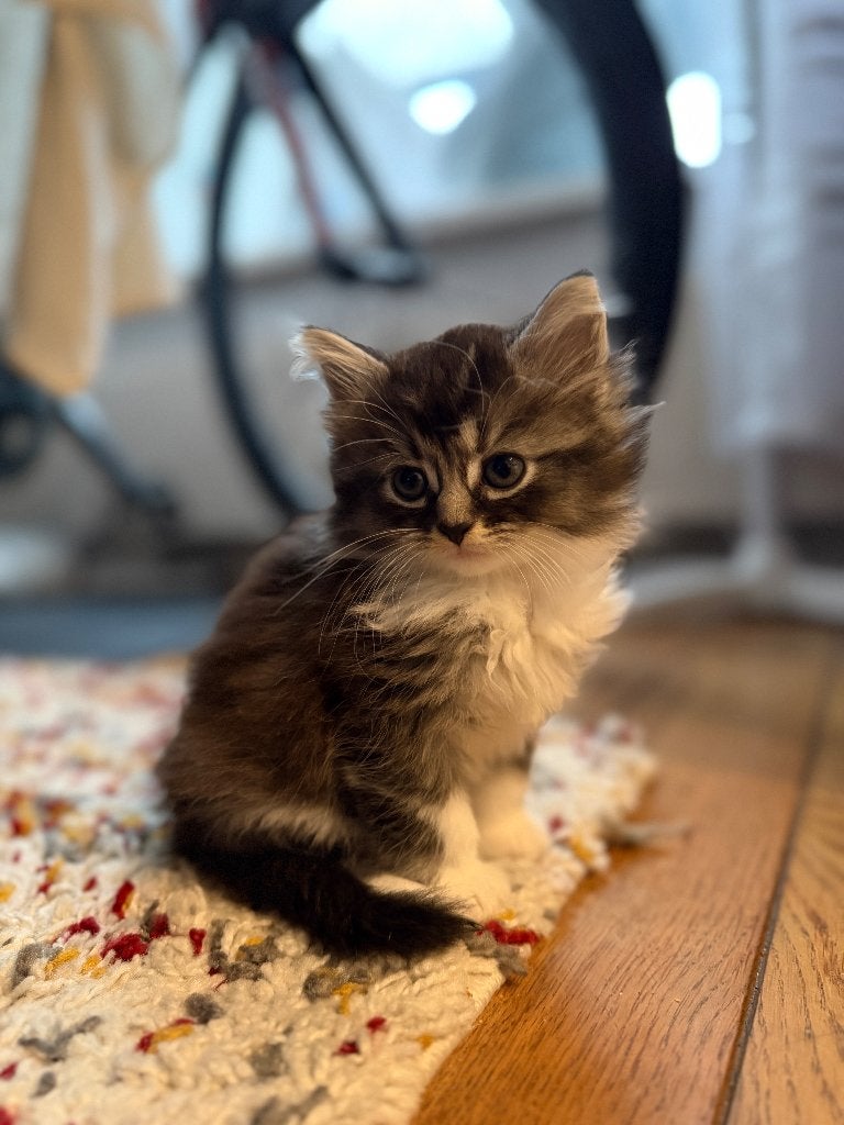 Kittens for sale, Poes, Langharig, 0 tot 2 jaar