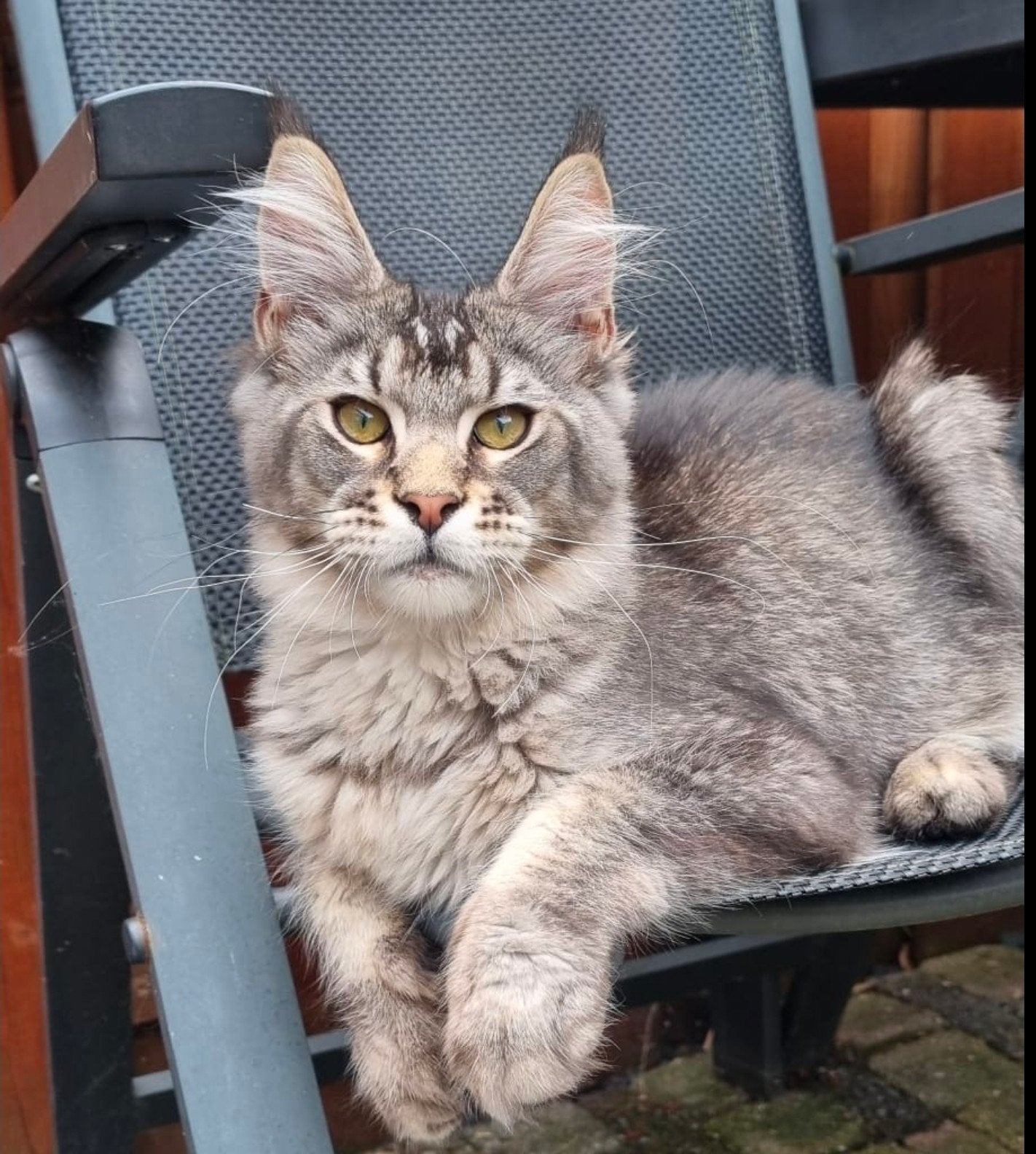 Maine coon, Meerdere dieren
