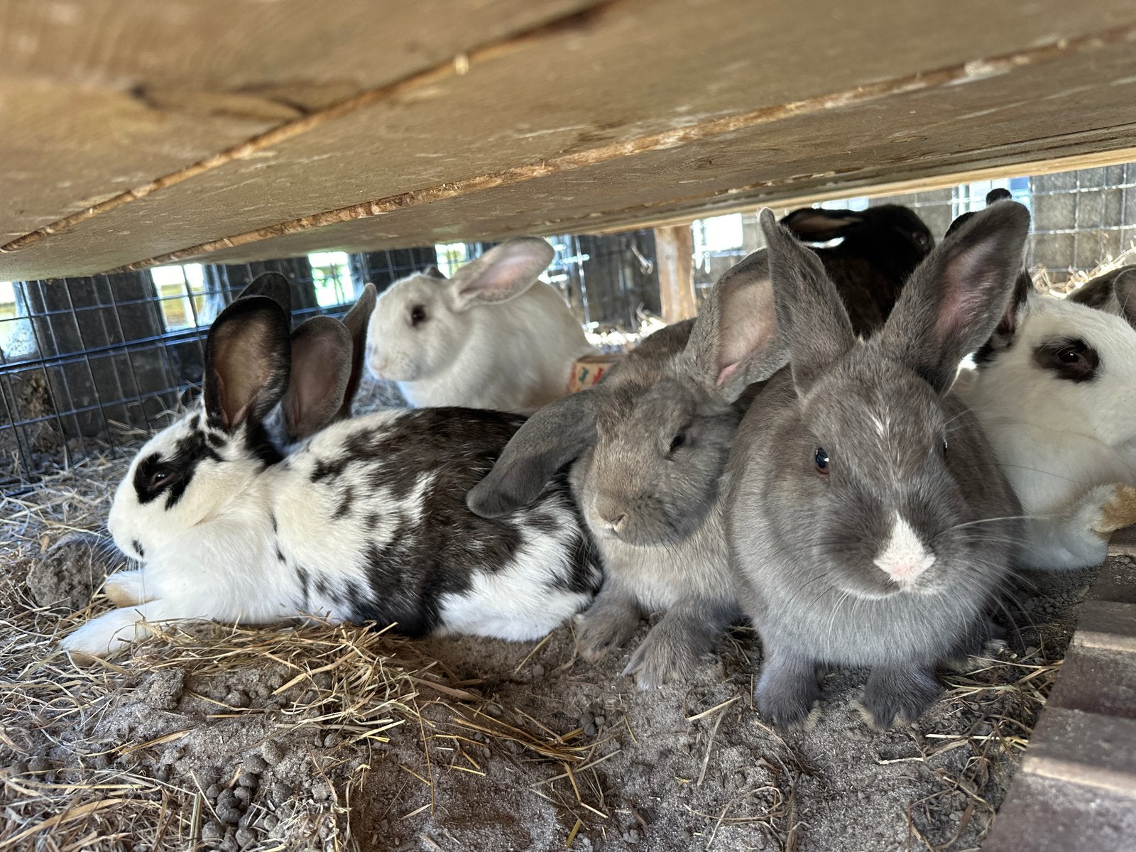 Konijnen, Dieren en Toebehoren, Konijnen, Meerdere dieren, Middelgroot, 0 tot 2 jaar