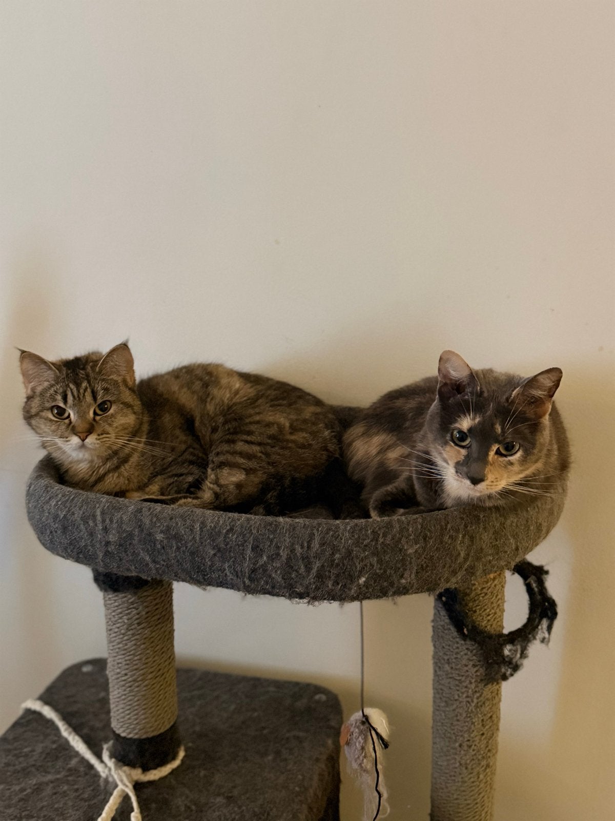 Twee lieve poezen zoeken nieuw huisje, Dieren en Toebehoren, Poes, 3 tot 5 jaar