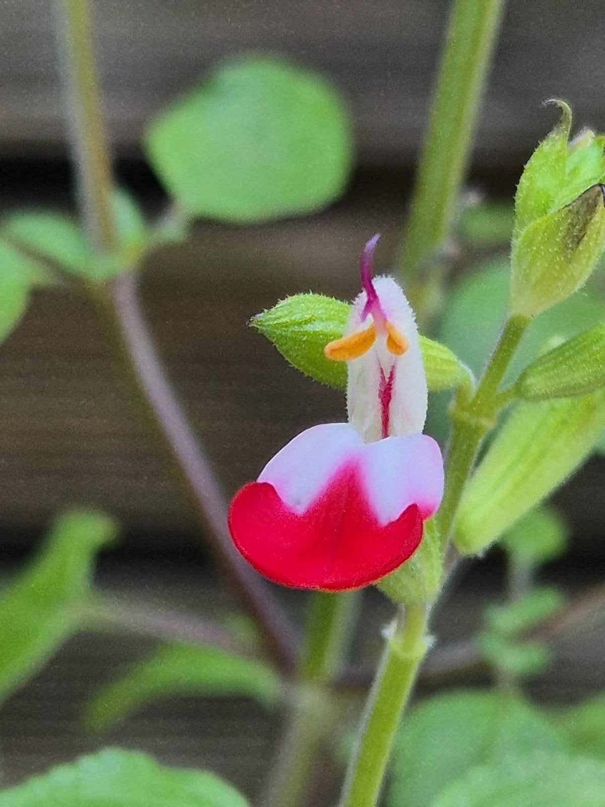 Salvia Hotlips, Tuin en Terras, Ophalen, Zomer, Vaste plant, Volle zon