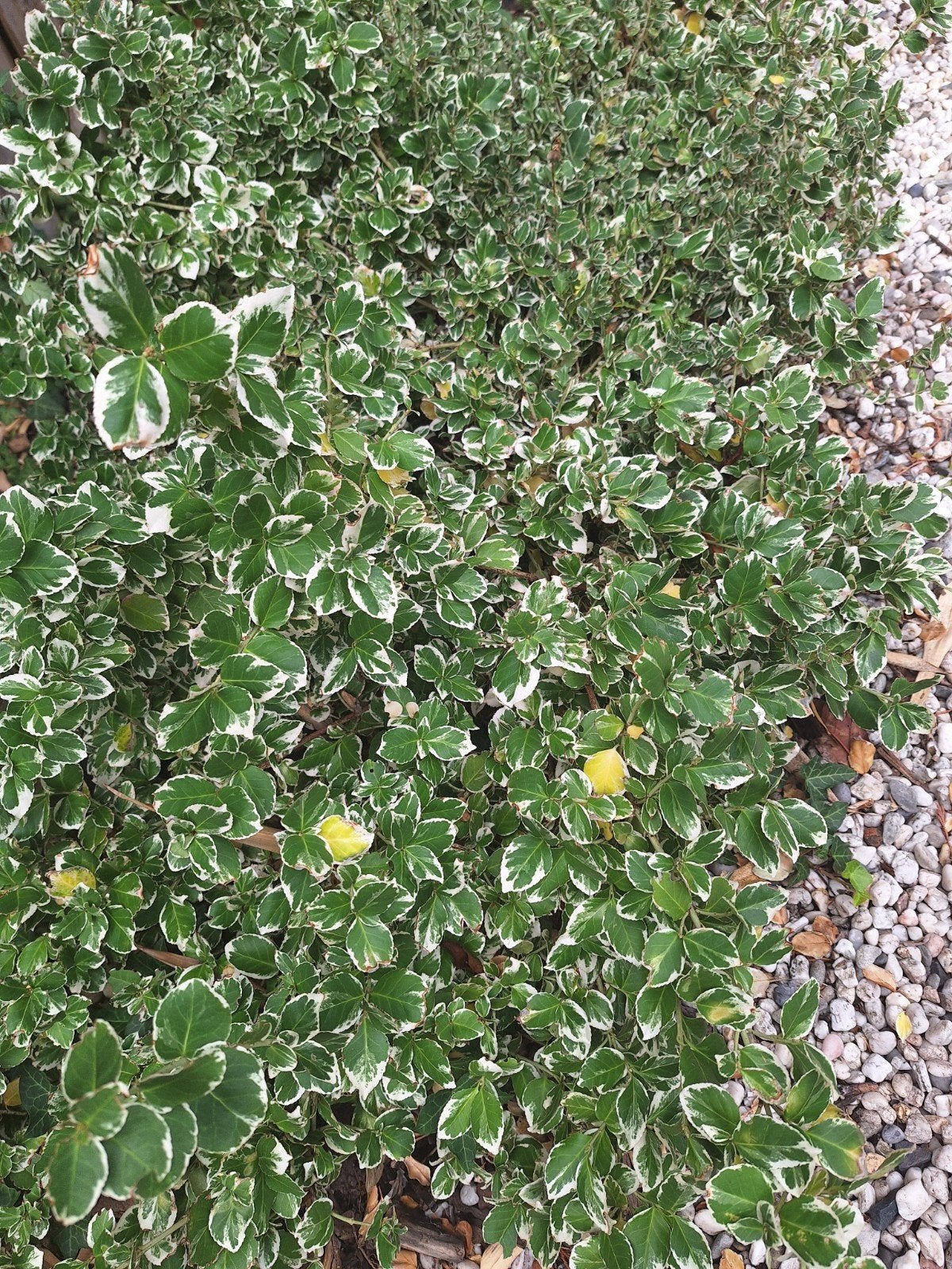 Diverse (half)schaduwplanten gratis af te halen, Tuin en Terras, Ophalen, Vaste plant, Overige soorten, Halfschaduw