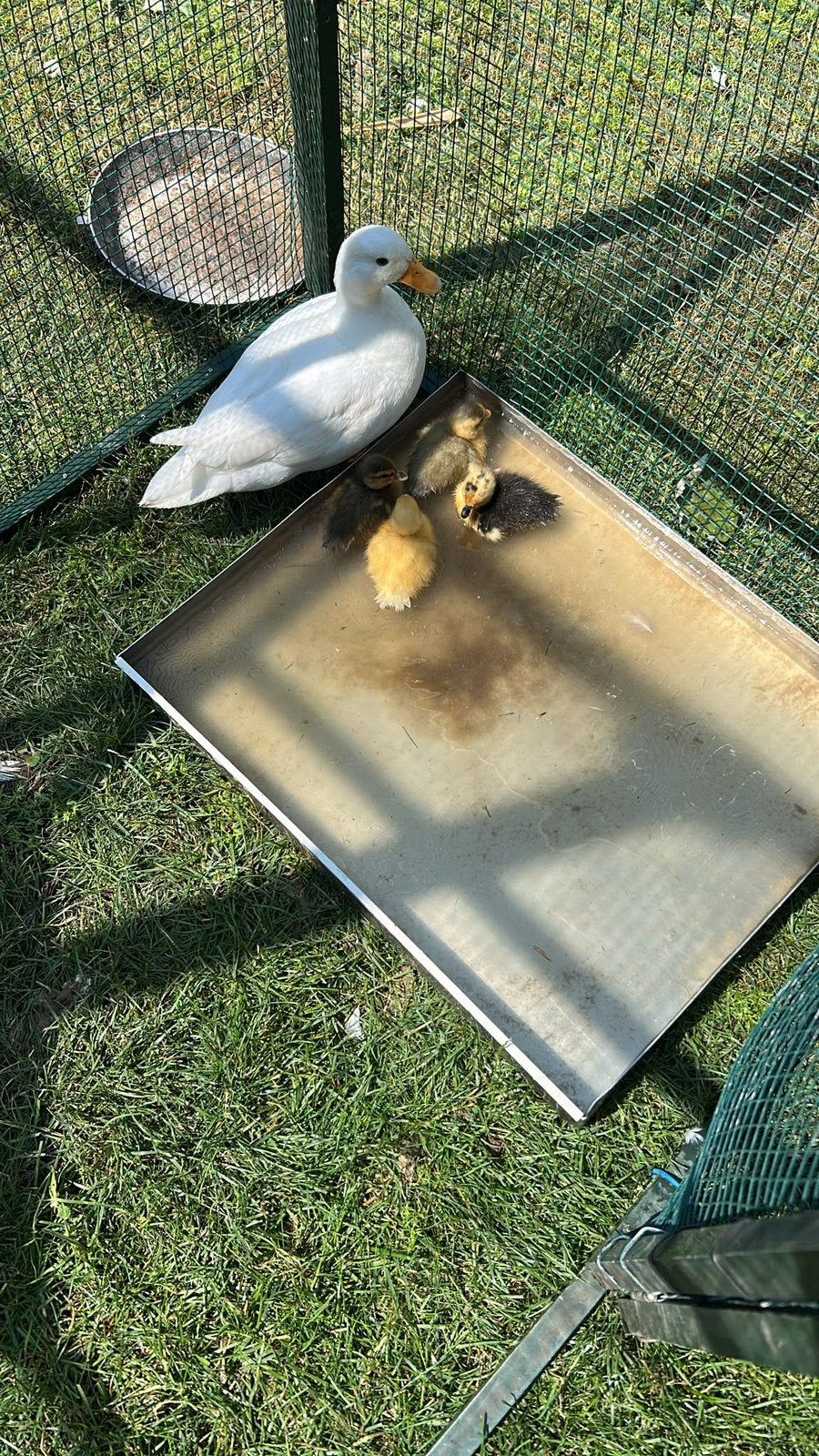 Schattige baby kwakers te koop, Meerdere dieren, Eend