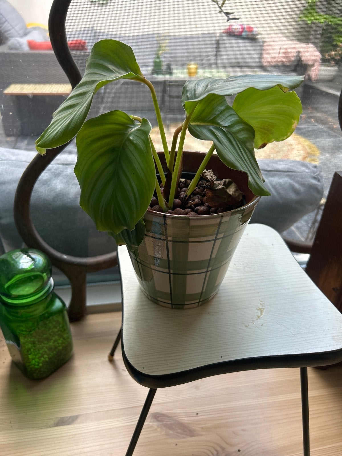 Mooie Calathea orbifolia (zonder pot), Ophalen, Overige soorten, Halfschaduw, Minder dan 100 cm