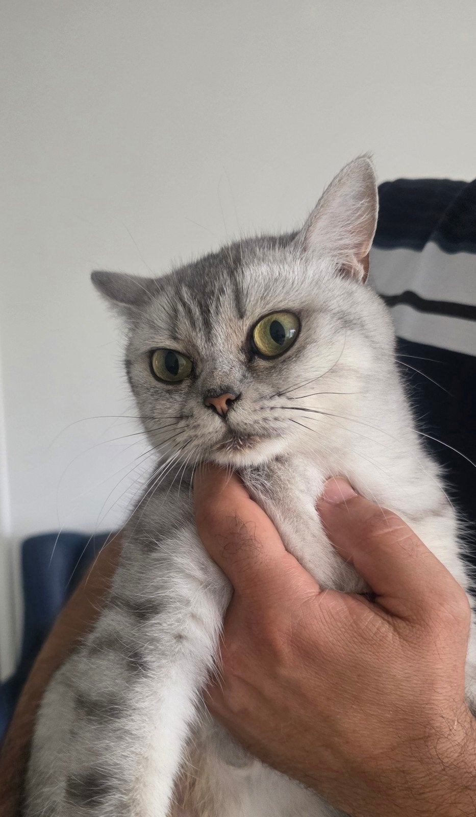 Britsche korthaar poesje, Dieren en Toebehoren, Katten en Kittens | Raskatten | Korthaar, Poes