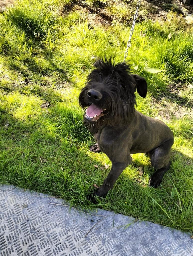 Bouvier reu van 10 maanden, 15 weken tot 1 jaar, Reu, Parvo, Eén hond