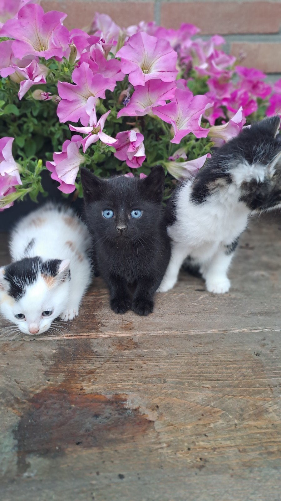Boerderij kittens lapjes te koop, Meerdere dieren