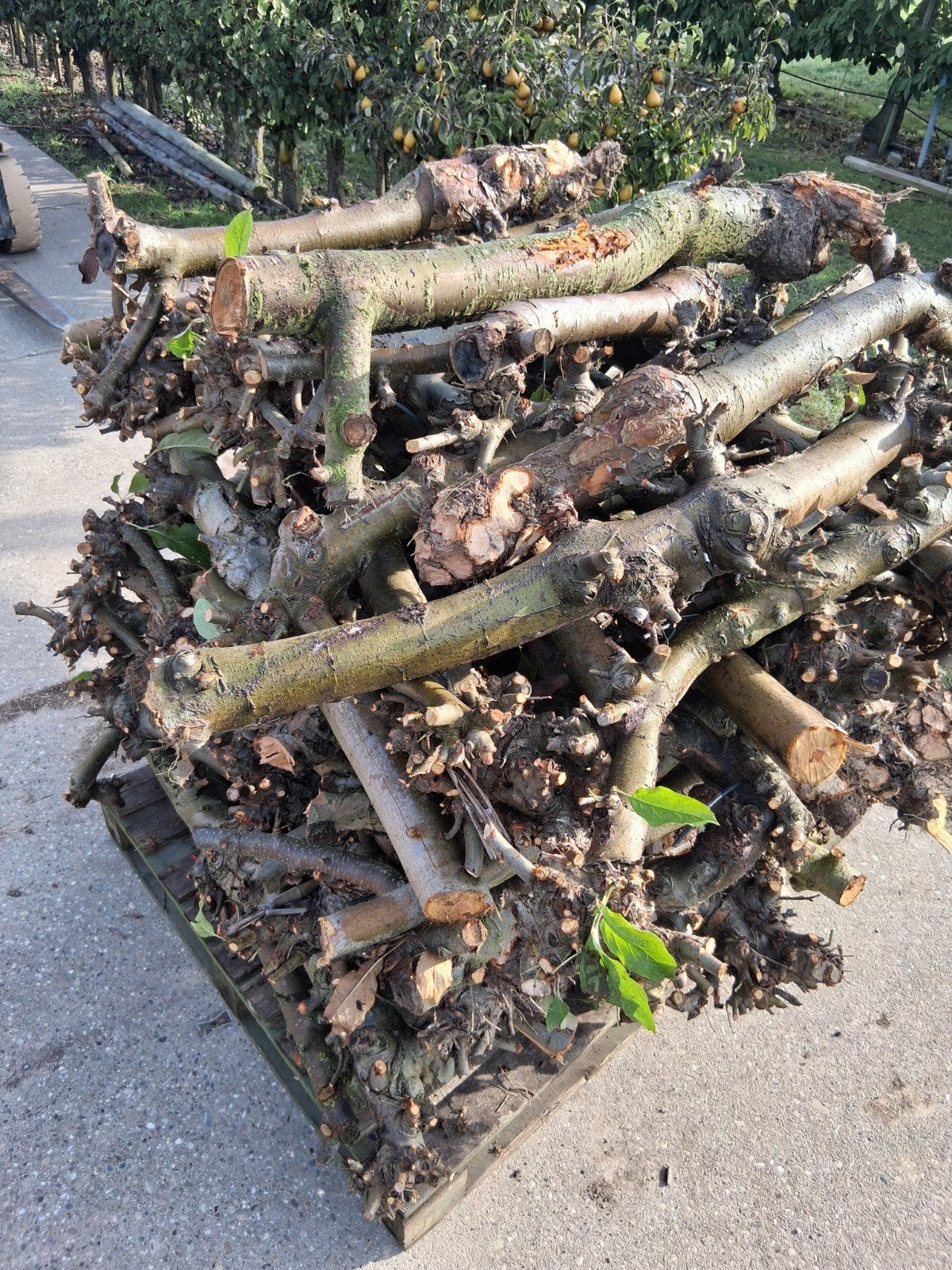 Haardhout appelstammen -, Tuin en Terras, Minder dan 3 m³, Ophalen, Overige houtsoorten, Stammen