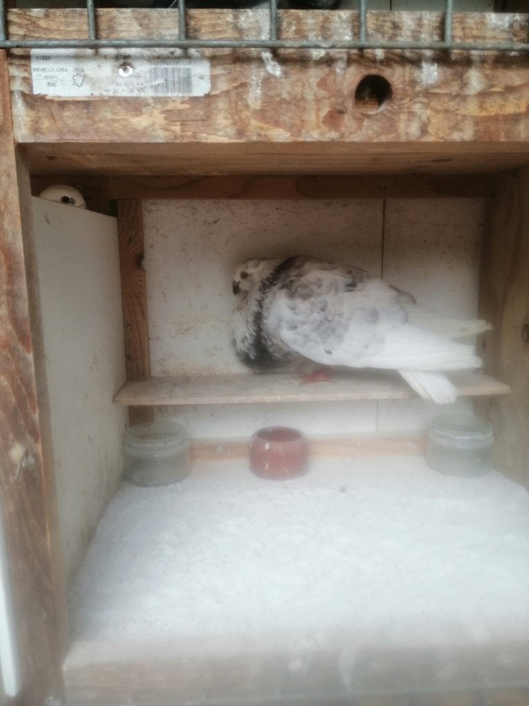 Vaal wit (doffer), Dieren en Toebehoren, Vogels | Duiven, Mannelijk, Kropper
