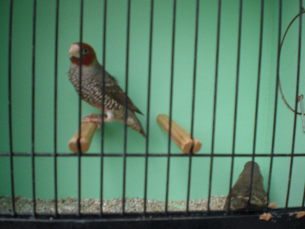 roodkopamadine, Dieren en Toebehoren, Mannelijk, Tropenvogel