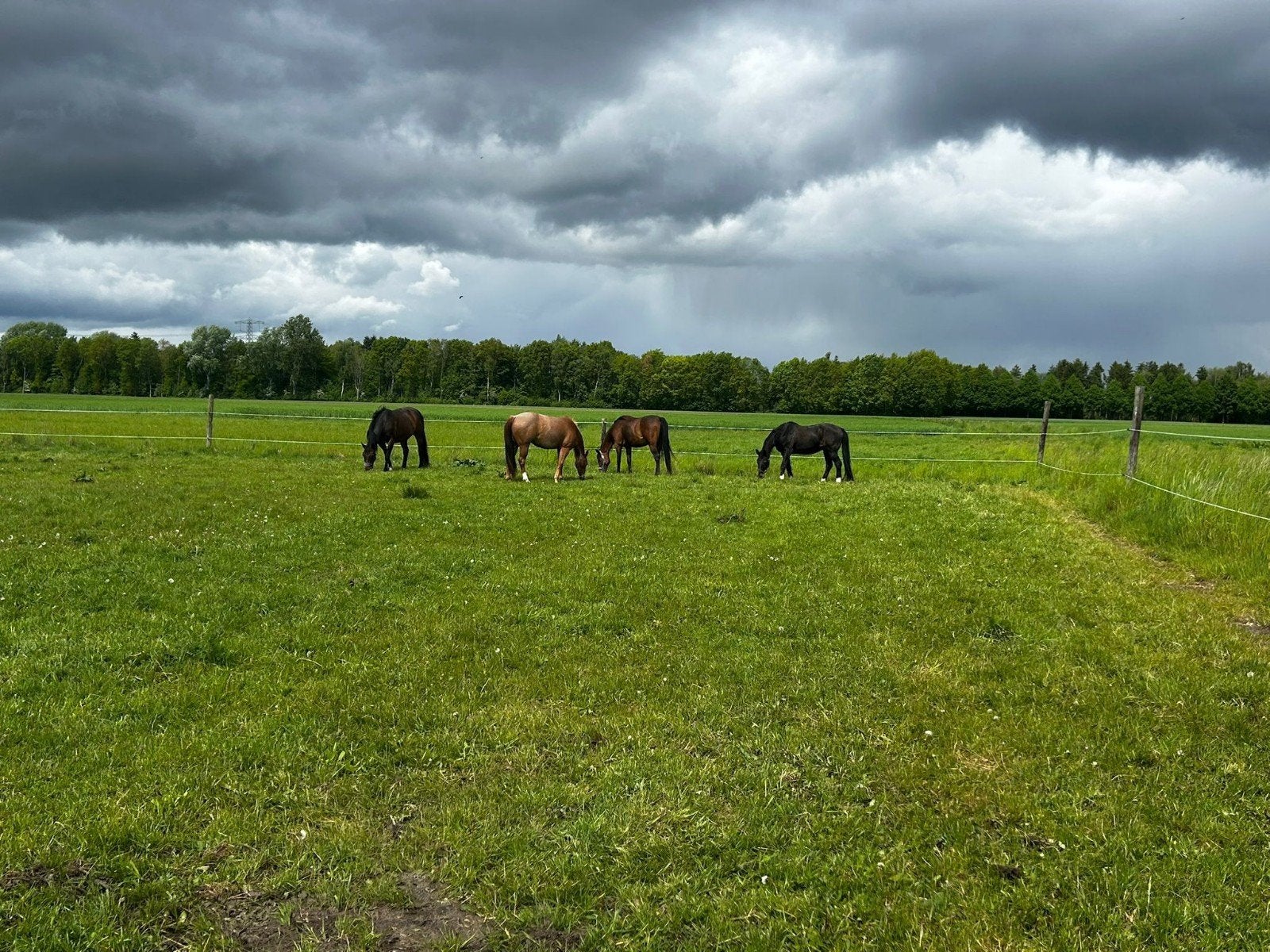 paarden pony pension pensioen, Weidegang, 1 paard of pony