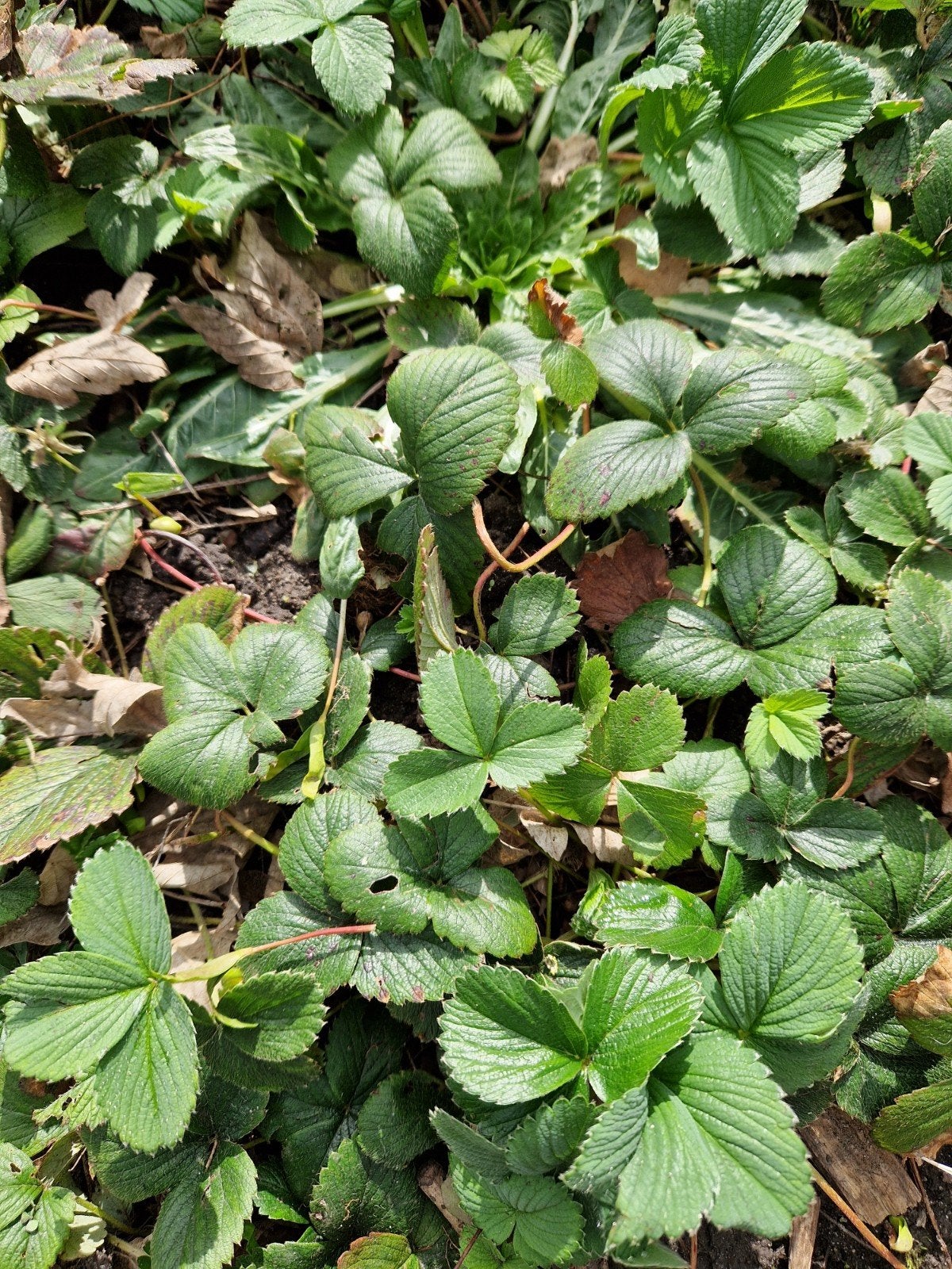 Planten witte annanas aardbei, ruilen, Tuin en Terras, Planten | Tuinplanten, Ophalen, Vaste plant, Fruitplanten, Volle zon