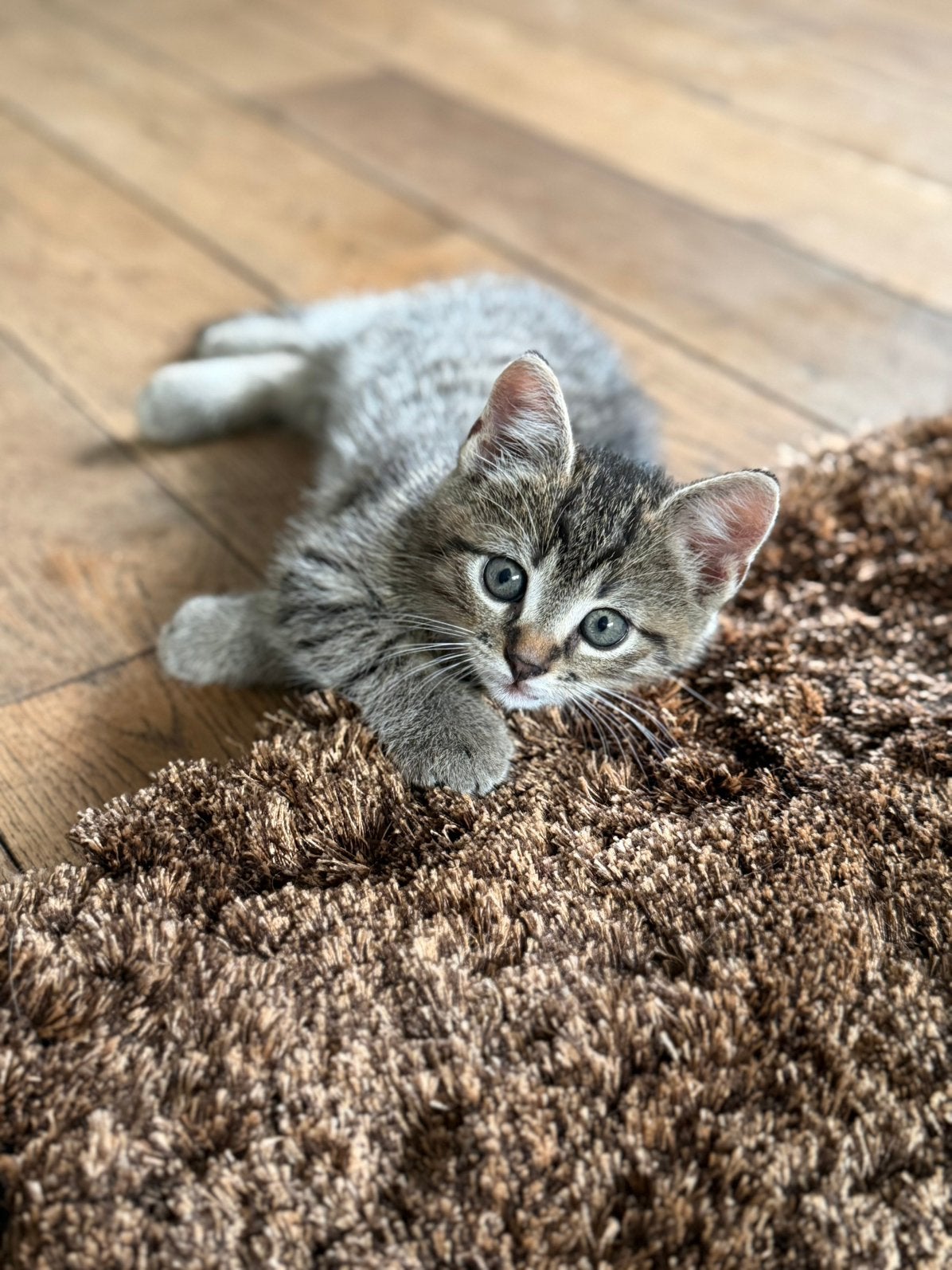 Leuke aanhankelijke kittens!, Meerdere dieren