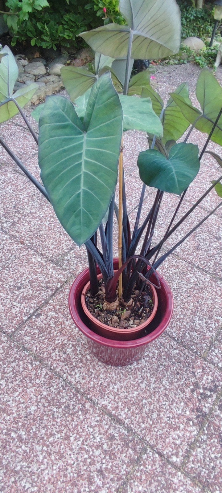 2 Prachtige Grote Alocasia's (Tot 1m Hoog) – €10 per stuk, Ophalen, Overige soorten, Halfschaduw, In pot