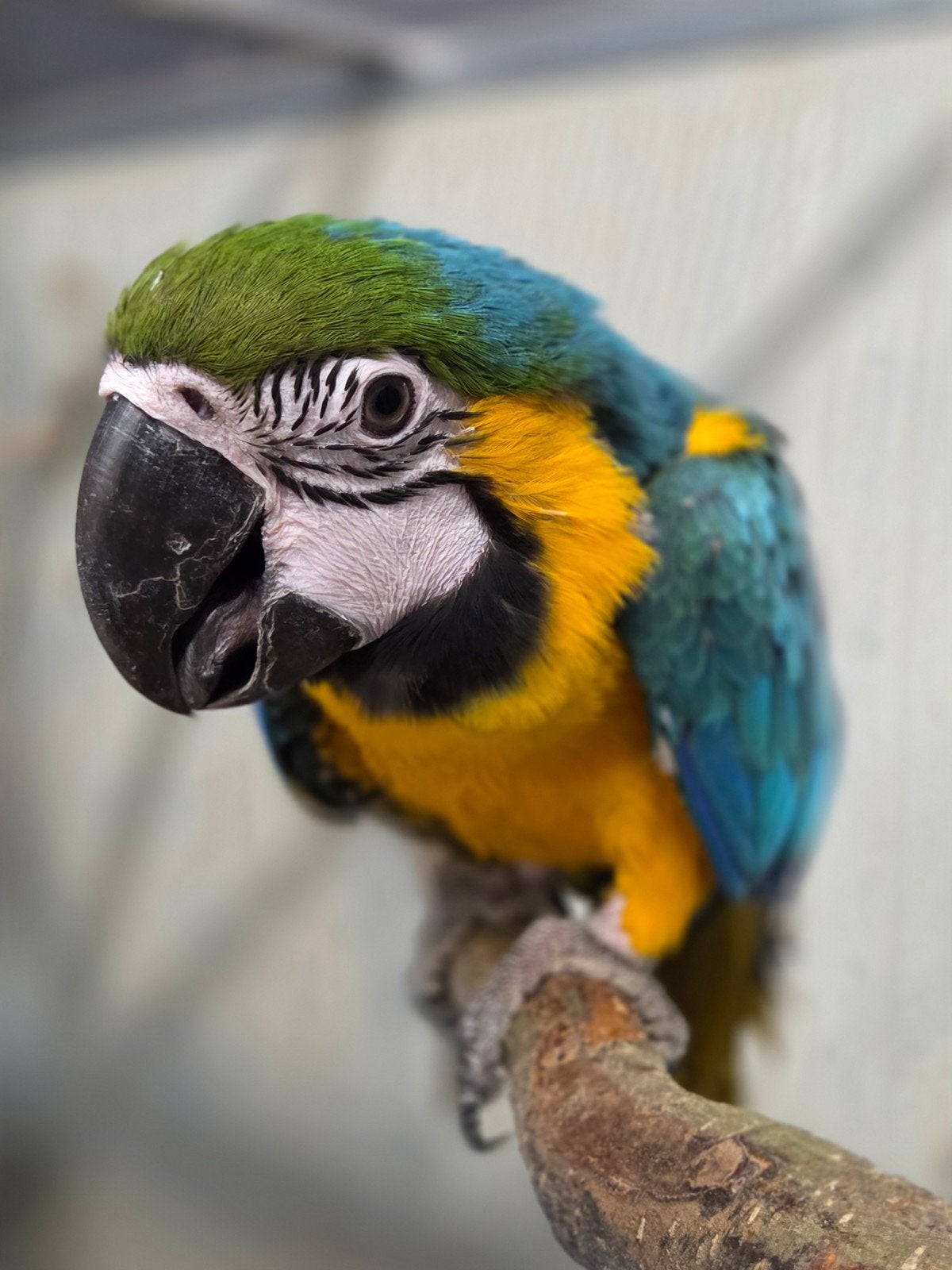 Blauw gele ara pop, Vrouwelijk, Papegaai, Geringd