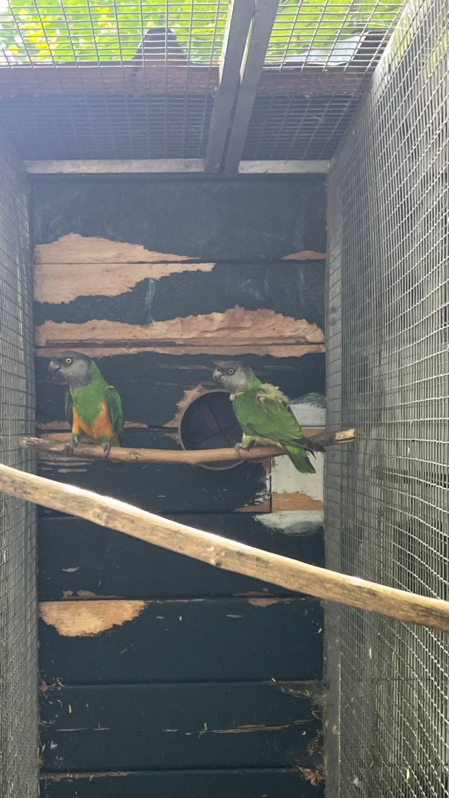 Koppel bonte boeren oranjebuik, Dieren en Toebehoren, Meerdere dieren, Papegaai, Geringd