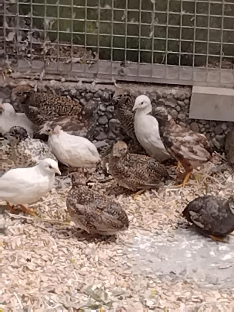 Chinese dwerg kwartel hennen, Vrouwelijk, Overige soorten