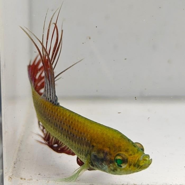 Betta splendens man 23, Dieren en Toebehoren, Mannelijk