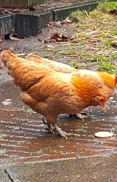 Gratis kip New Hampshire, Dieren en Toebehoren, Pluimvee, Vrouwelijk, Kip