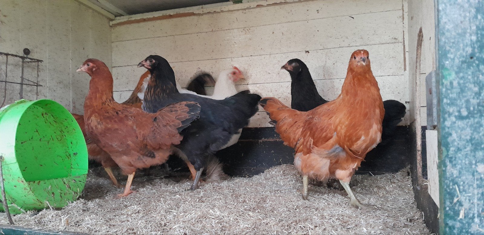 Jonge hennen (groene eierleggers)