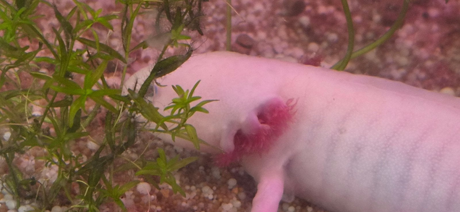 axolotls, 0 tot 2 jaar