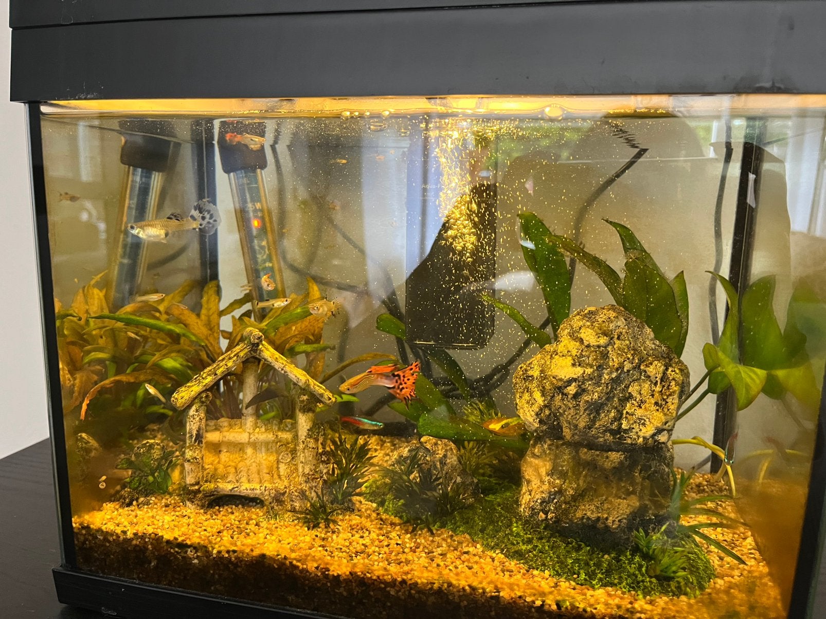 Gratis guppy's en tetra's, Ophalen, Gevuld zoetwateraquarium