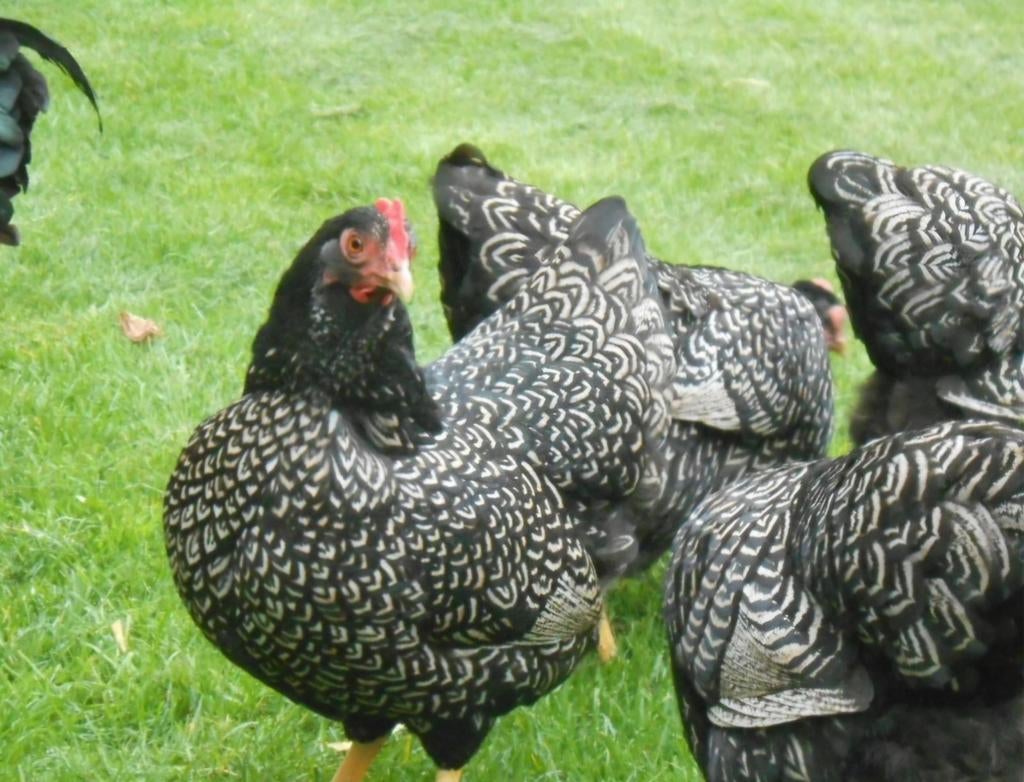Kuikens barnvelder zilvergezoomd, Dieren en Toebehoren, Pluimvee, Geslacht onbekend, Kip