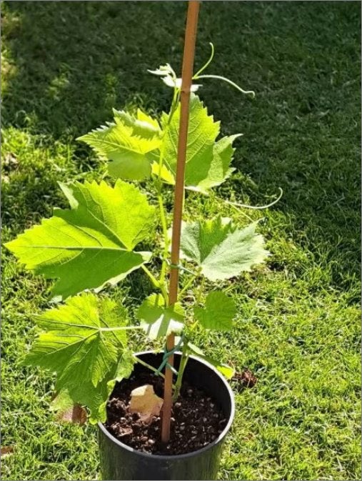 De laatste V E R A  Druivenplanten 4,50 euro stuk !!, Tuin en Terras, Planten | Fruitbomen, Ophalen, Minder dan 100 cm, Lente