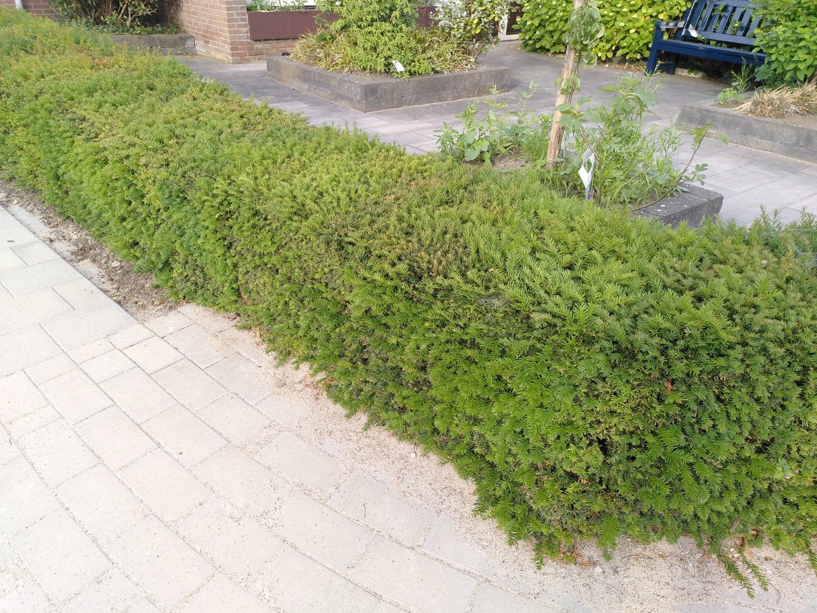 Taxus, gratis, Tuin en Terras, Planten | Struiken en Hagen, Ophalen, Taxus, Minder dan 100 cm