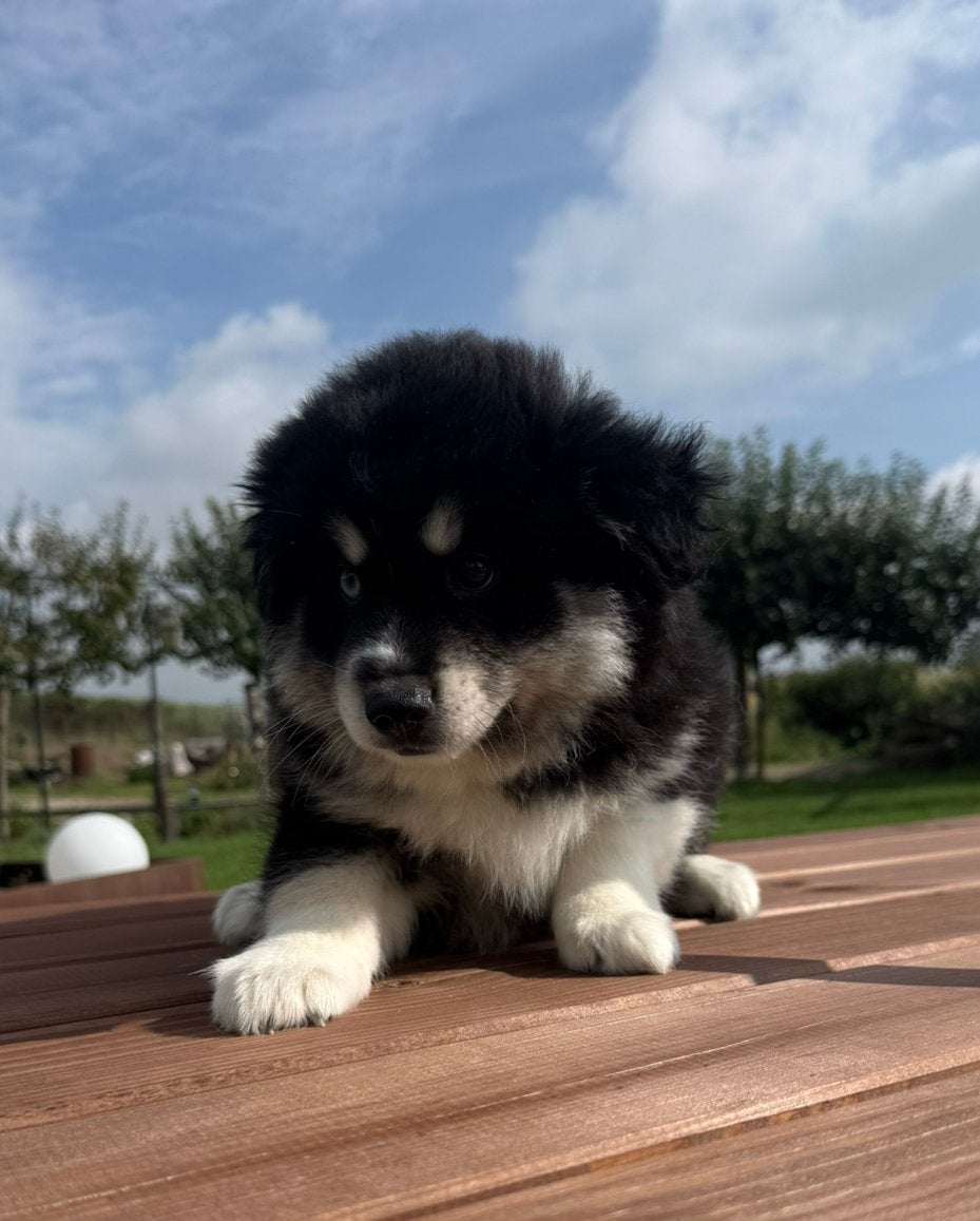 Pomsky pup reu, Reu, Poolhond, Eén hond, Nederland