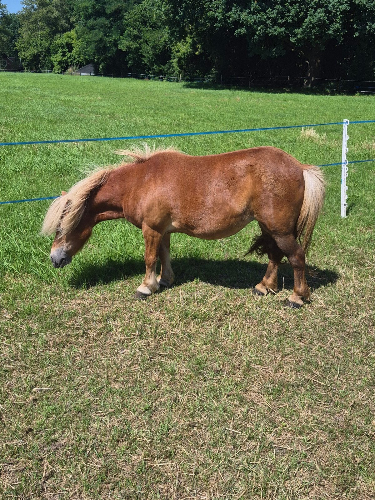 12 jarige Vos merrie, Dieren en Toebehoren, Paarden en Pony's | Dekhengsten en Fokmerries, Merrie