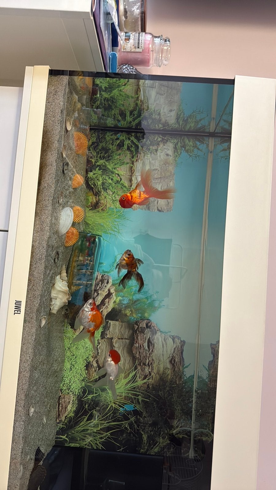 7 vissen, Ophalen, Zo goed als nieuw, Leeg aquarium